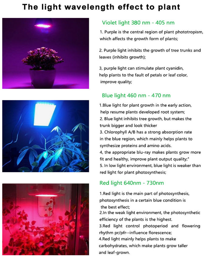 Warm White Plants COB Power LED 20W 50W High Lumen for grow light 2