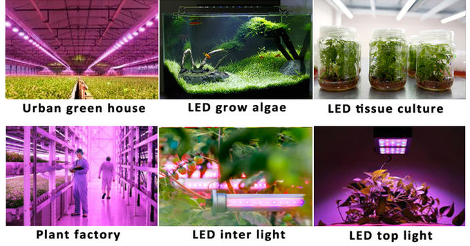 Warm White Plants COB Power LED 20W 50W High Lumen for grow light 1