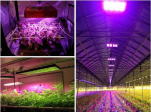 latest company news about How does LED affect plants grow ?  0