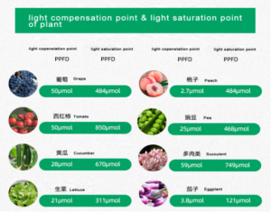 latest company news about How does LED affect plants grow ?  3