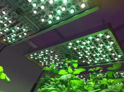 How Wavelength Determines Photosynthesis Efficiency(Plant Growth LED Chips)?